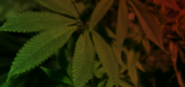 Marijuana Mobile Lead Image