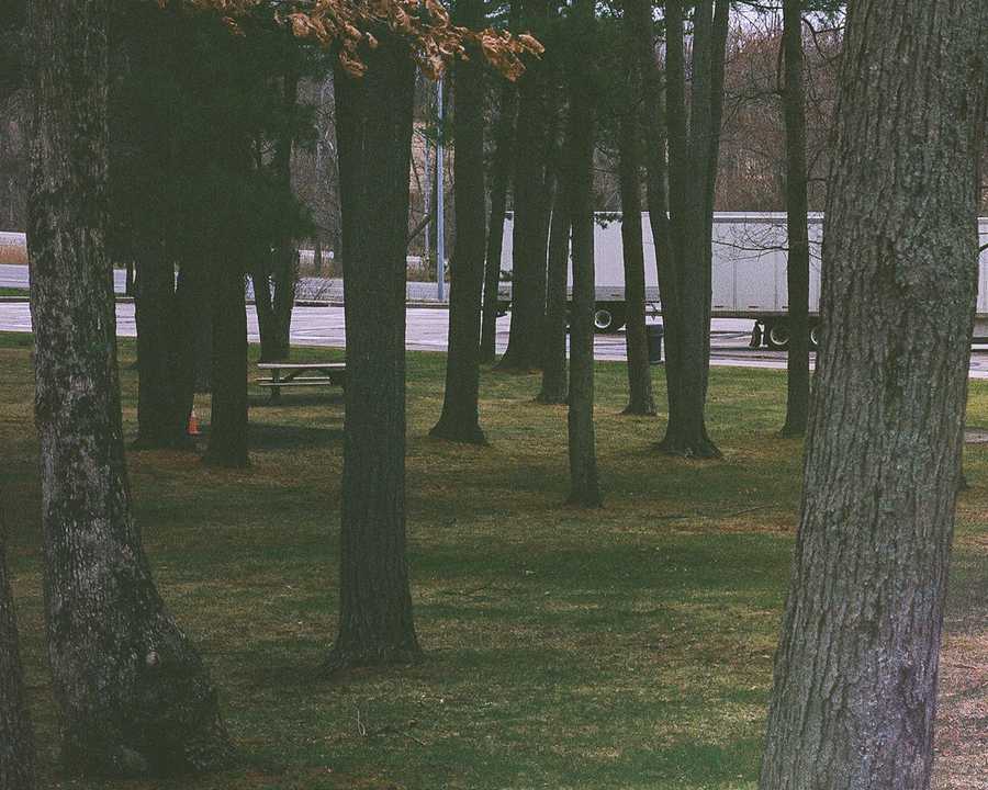 This is the bottom left portion of a composite of four images that make up one image of the rest stop that Kate remembers being taken as a child. This portion of the composite is filled with the bases of trees. A picnic table is partly obscured by the stand of trees. Another orange cone is slightly visible behind another tree. Beyond the trees is the parking lot of the rest stop, where the white trailer of a semi truck is parked.