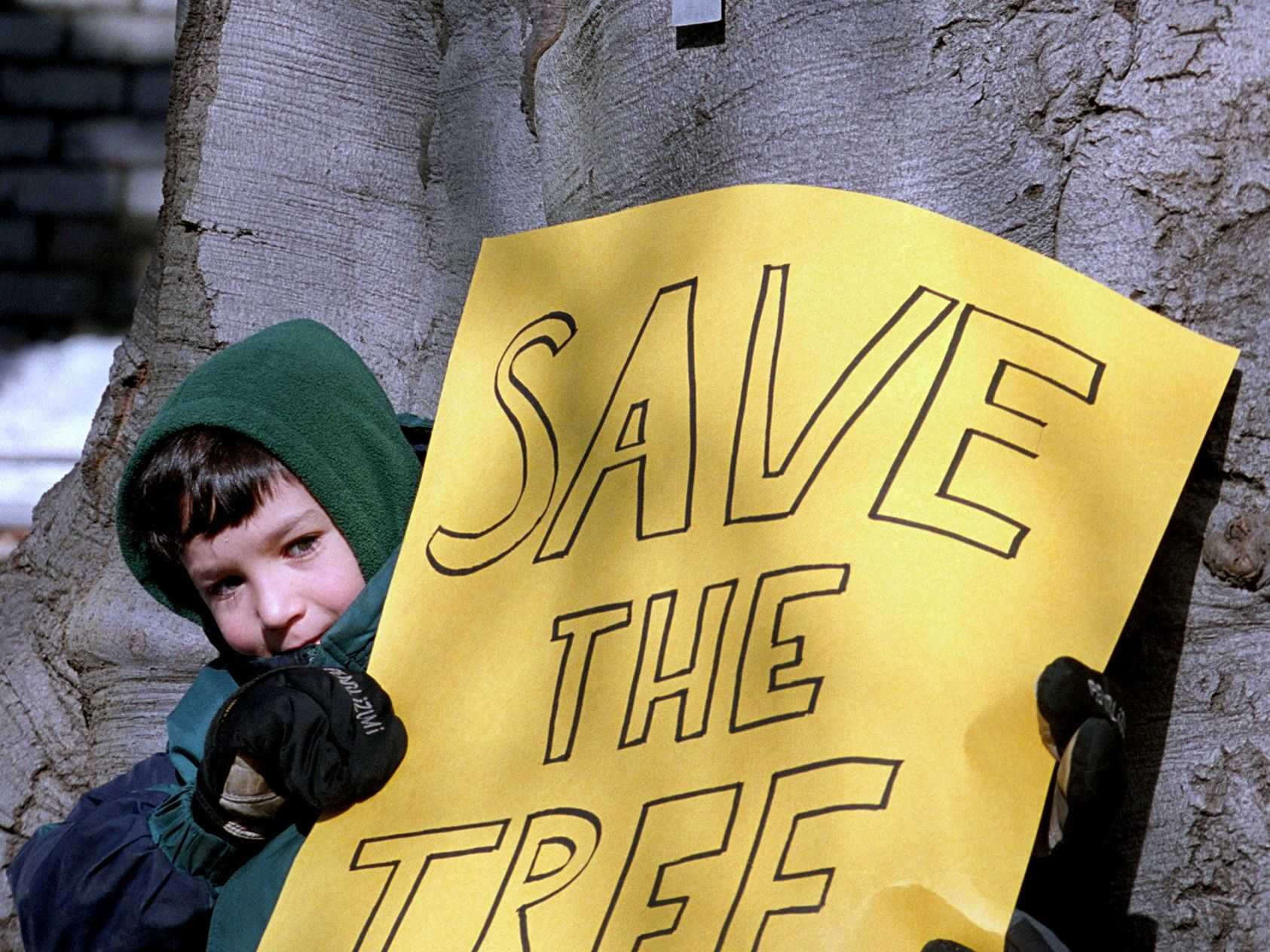 Eli Schiff made it clear where he stood on the 150-year-old beech tree on the church grounds. 