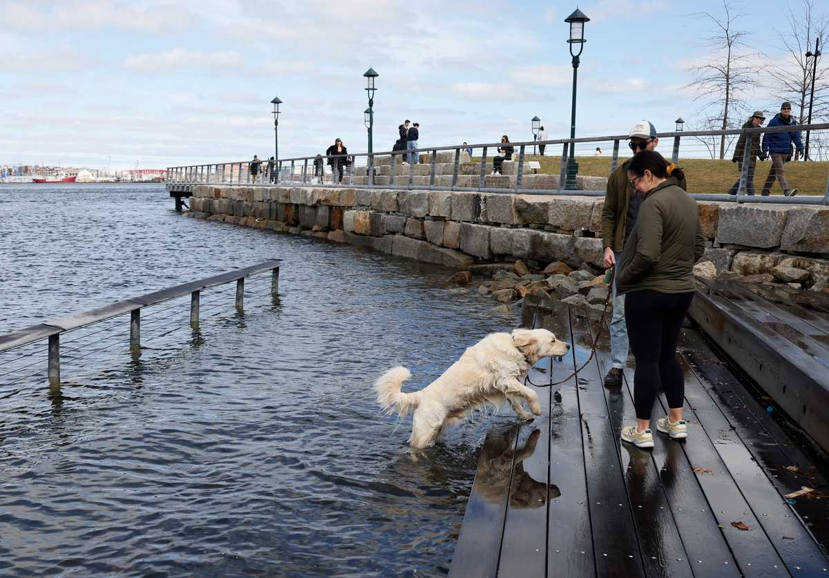A dog jumped from the flood waters in the Seaport where stadium seating disappeared into the rising tide in 2024. (Jessica Rinaldi/Globe Staff)