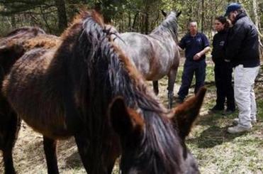 Animal control officers inspect the Grants’ horses, malnourished due to the family’s financial strains.