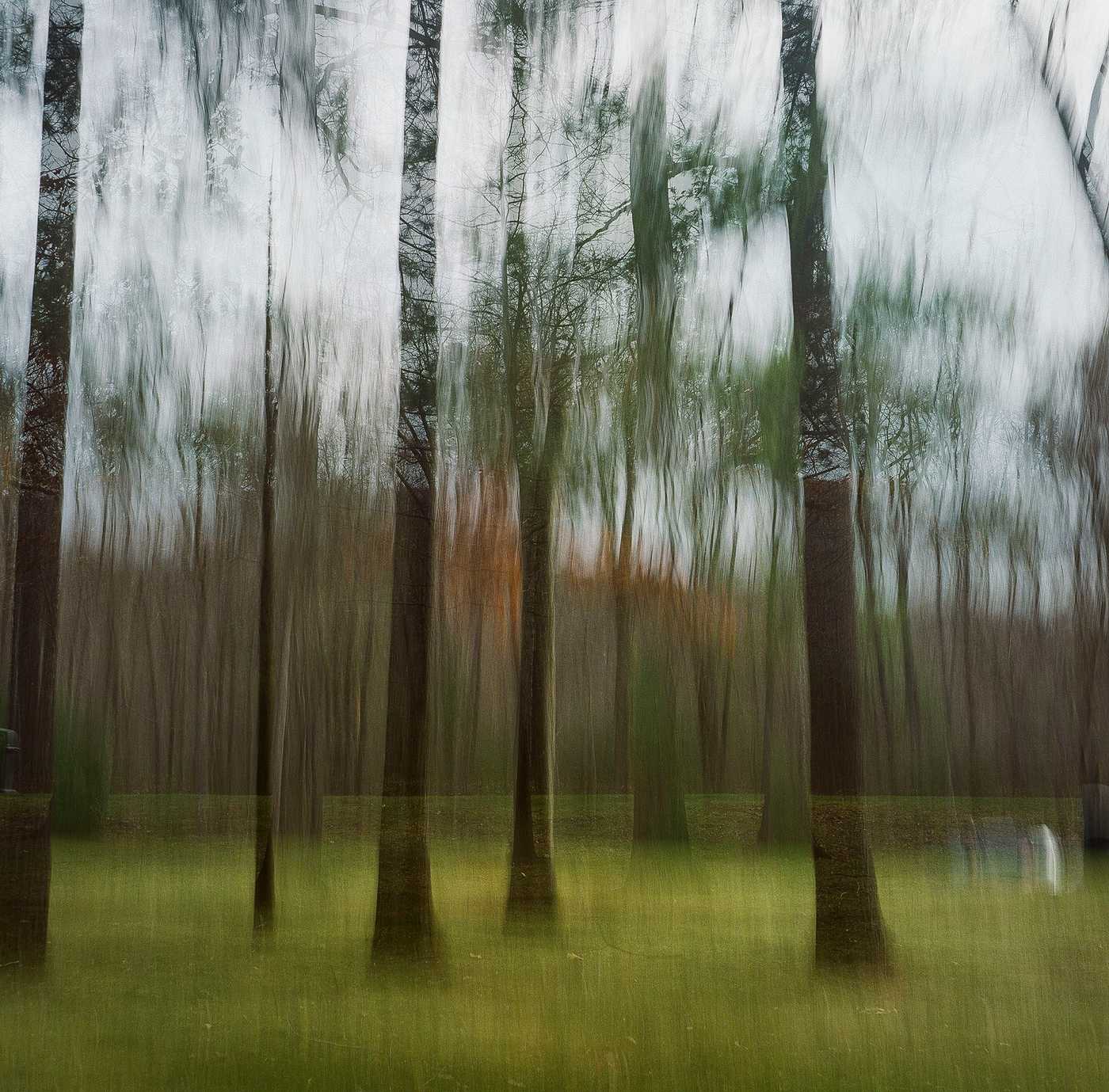 The woods at the Pennsylvania rest area.