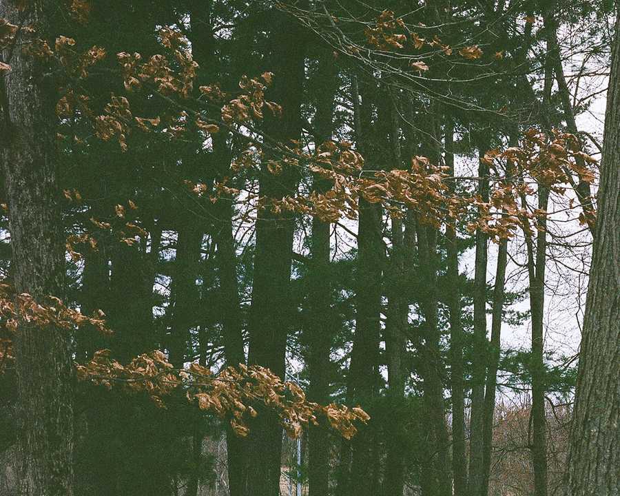 This is the upper left portion of a composite of four images that make up one image of the rest stop that Kate's father used to take her to when she was a child. In this portion of the composite are the upper portions of trees: hardwoods and conifers. Some of the limbs in this portion of the image contain brown leaves.