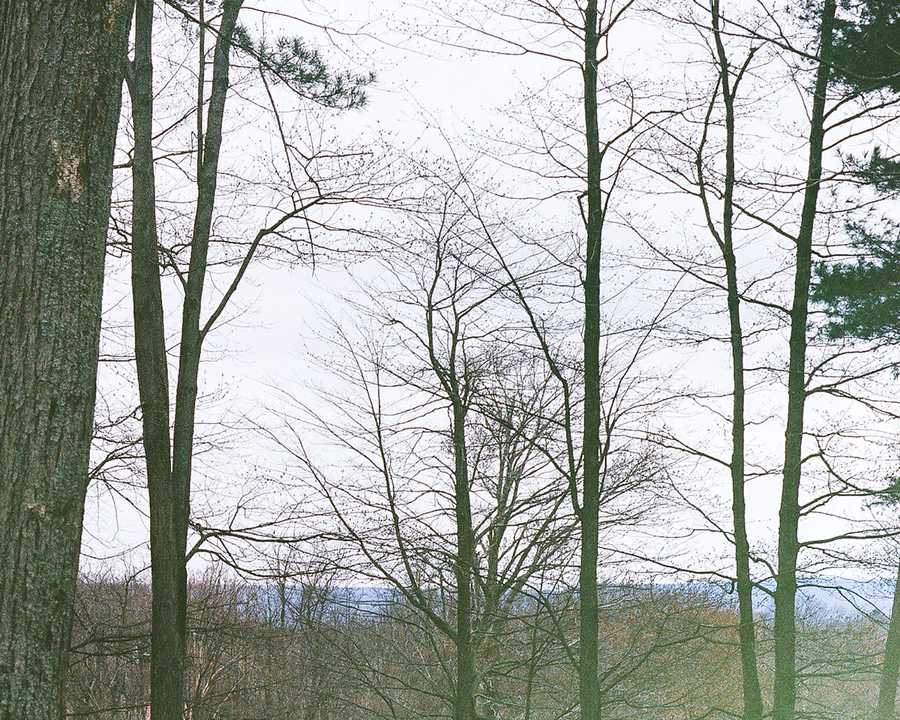 This is the upper right portion of a composite of four images that make up one image of the rest stop that Kate's father used to take her to when she was a child. This portion of the composite contains a gray sky. In the foreground to the left is a lower portion of a tree. Further back, dividing the sky are the tops of various trees, all devoid of leaves.