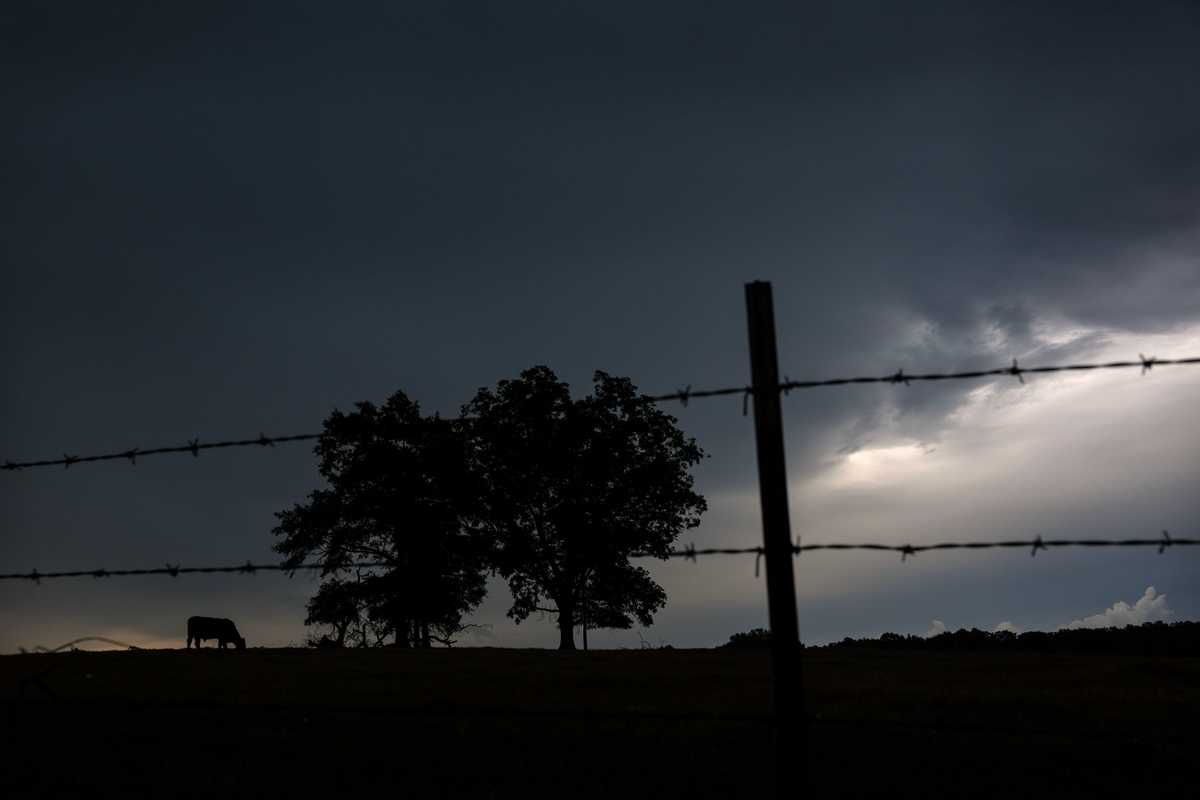 Livestock grazes in a field near Spearsville, LA.