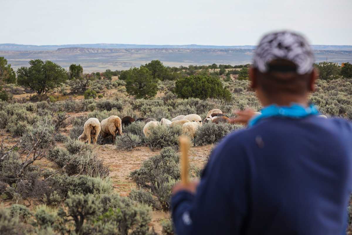 Drake Mace watched over his flock, a mix of mostly Churro sheep and a few goats, as they grazed on land near his home on the Navajo Nation. 

