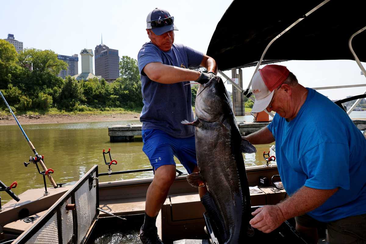 Fonzie Malaikham (left) showed off catfish he caught during the Mississippi River Monsters tournament in Memphis. It weighed in at 70.40 pounds. He said he knew he had a big fish on his line and turned to Joe Hardy (right) and said, “I need some help here.” 