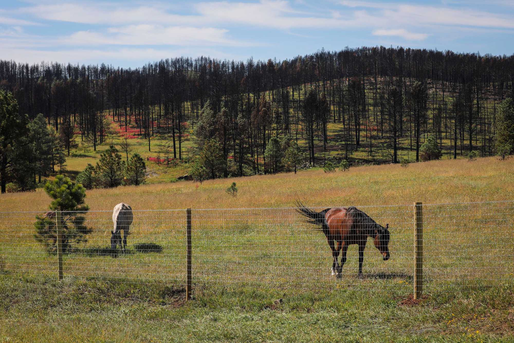 Horses graze near the site of the fire.
