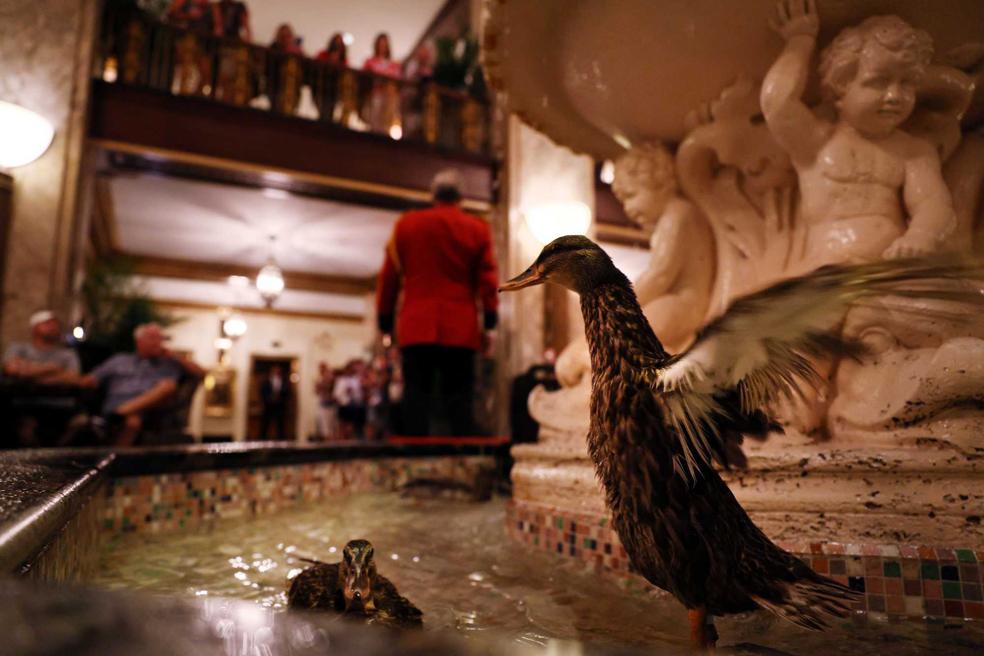 The ducks swim in the lobby fountain until it's time to return to the penthouse. 