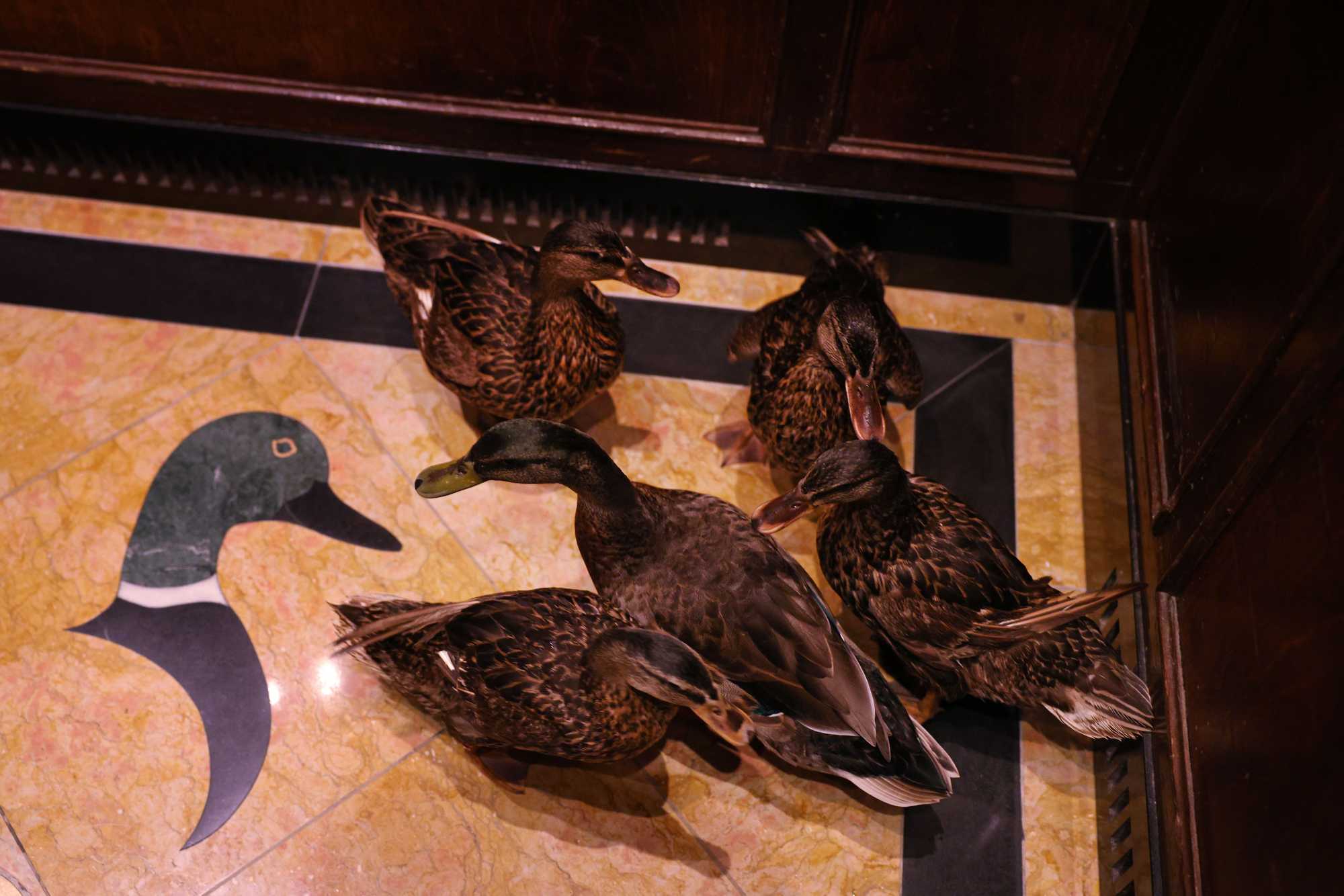 The ducks return to the penthouse via elevator. 