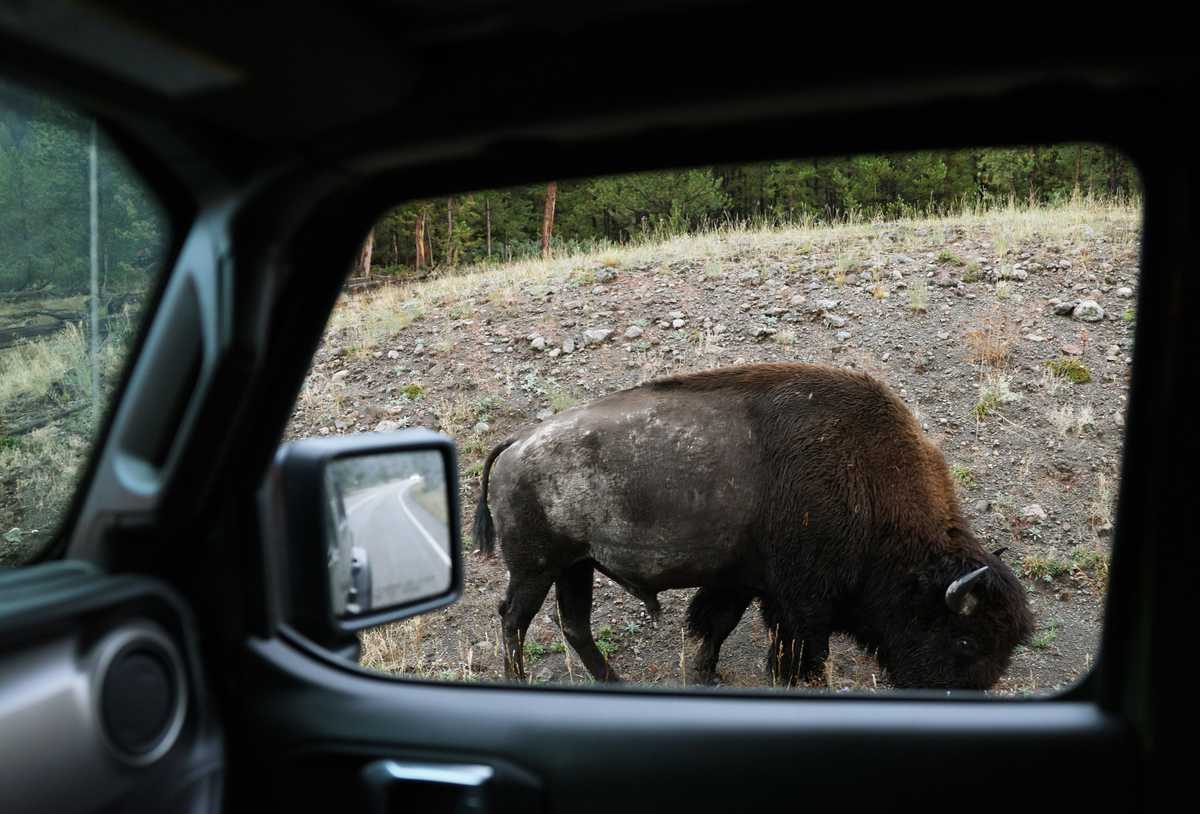A bison roamed the side of the road in Yellowstone National Park as members of the Seattle Team drove through in September.