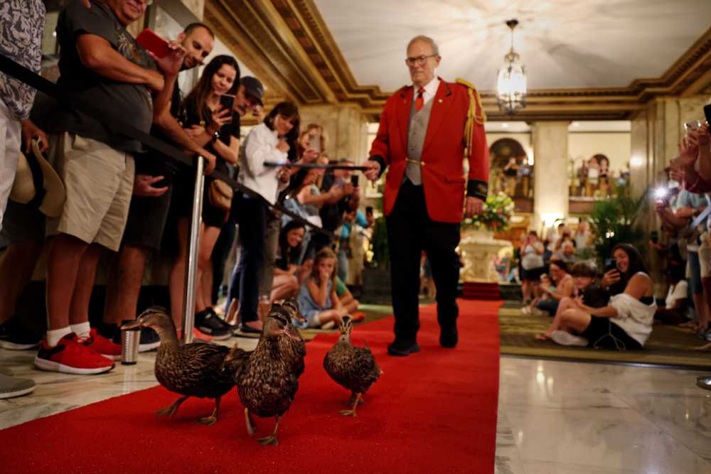Assistant duckmaster Doug Weatherford escorted ducks from the lobby fountain to the penthouse atop the Peabody Hotel in Memphis.
