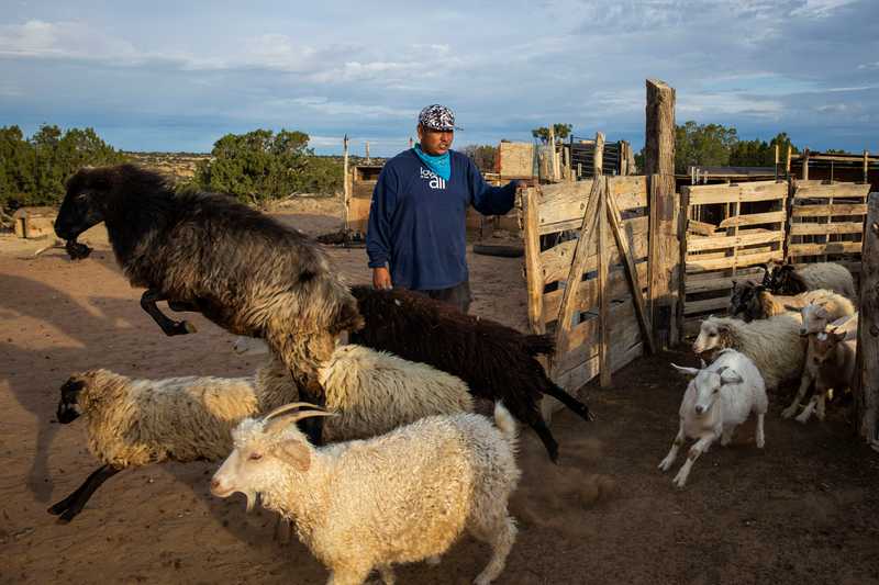 Drake Mace let out his flock, a mix of mostly Churro sheep and a few goats, so they can graze for the day on land near his home on the Navajo Nation. Mace learned how to care for sheep from his grandmother.