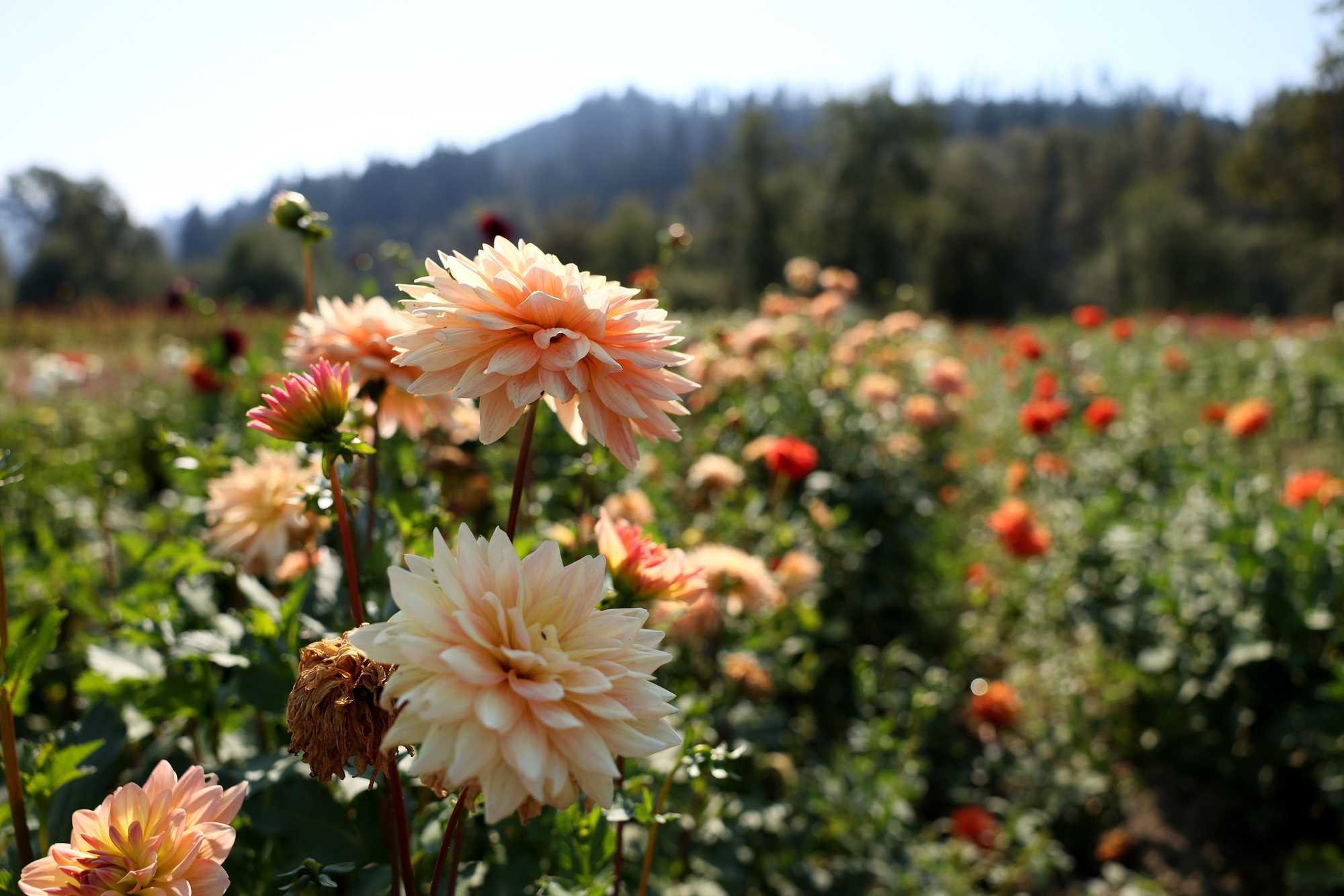 Dahlias in bloom at Dao Thao Garden.  