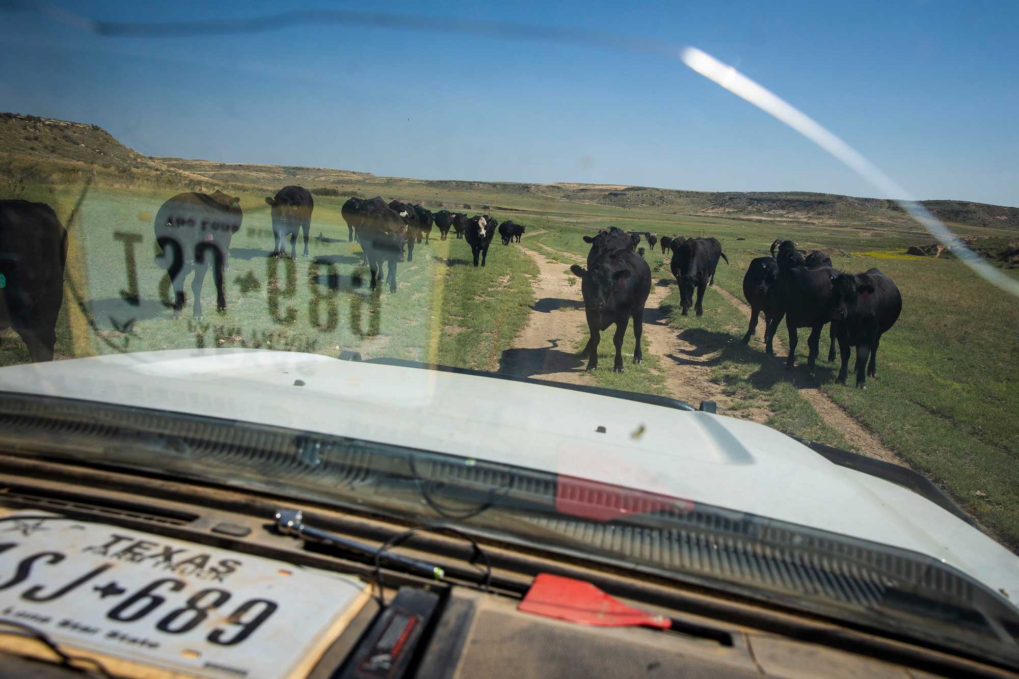 David Locke drove through his ranch distributing feed to his cattle. Drought conditions have ravaged the vegetation the cattle normally eat.
