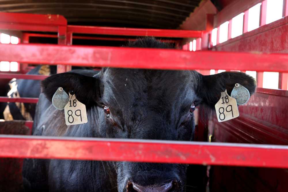A bull rested in a trailer after being picked up by Jim Neis in early September.