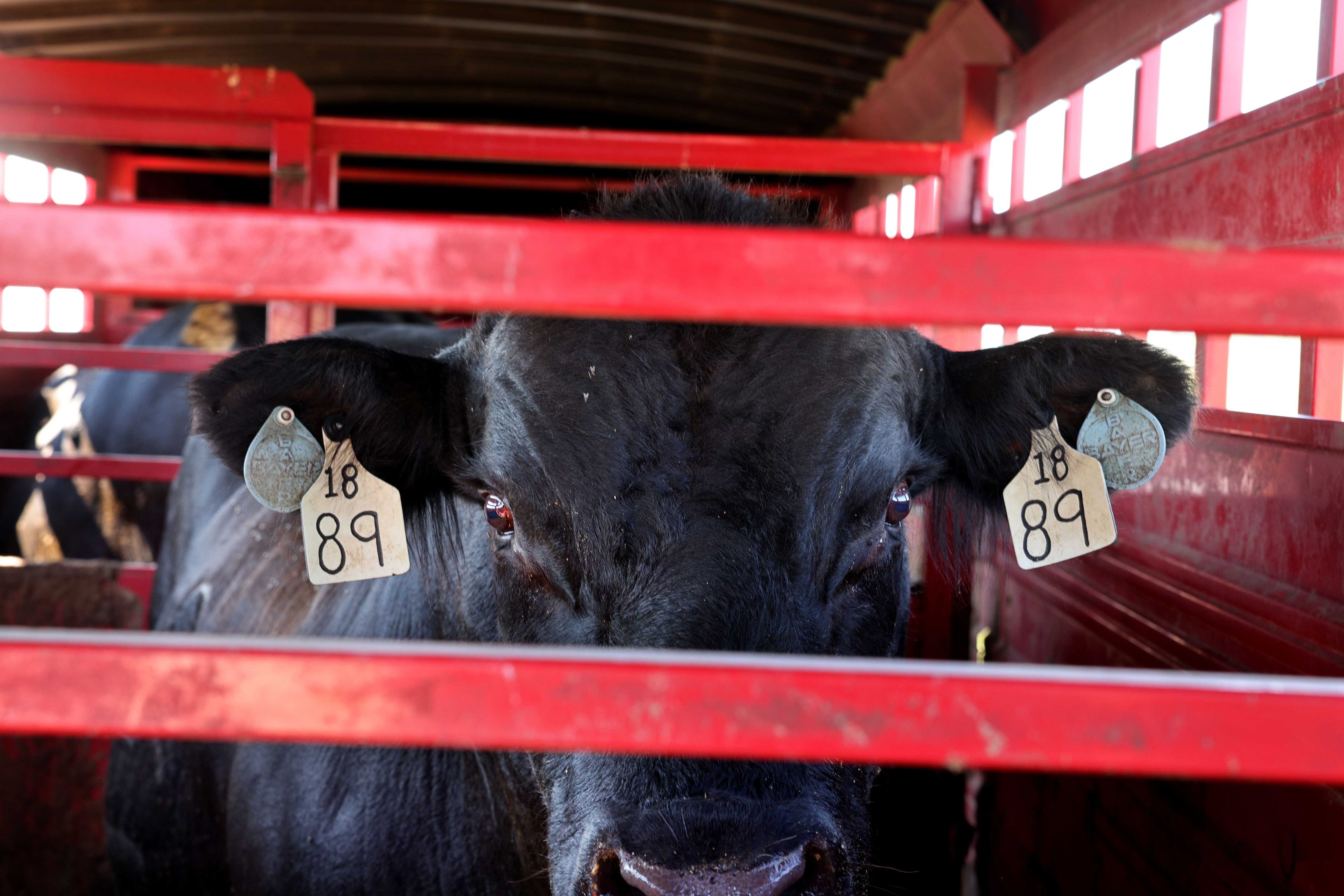 A bull rested in a trailer after being picked up by Jim Neis in early September.
