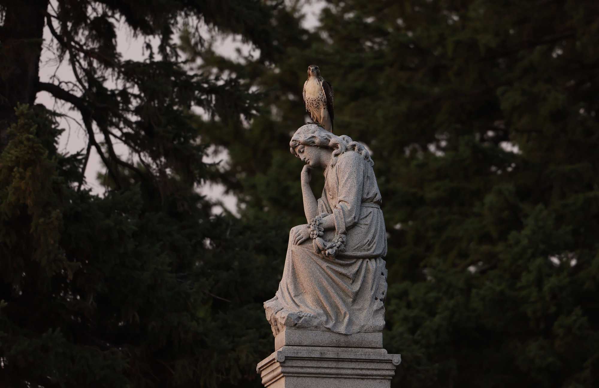 A hawk rested above a tombstone in Laurel Hill Cemetery not far from the grave of White Buffalo Girl.