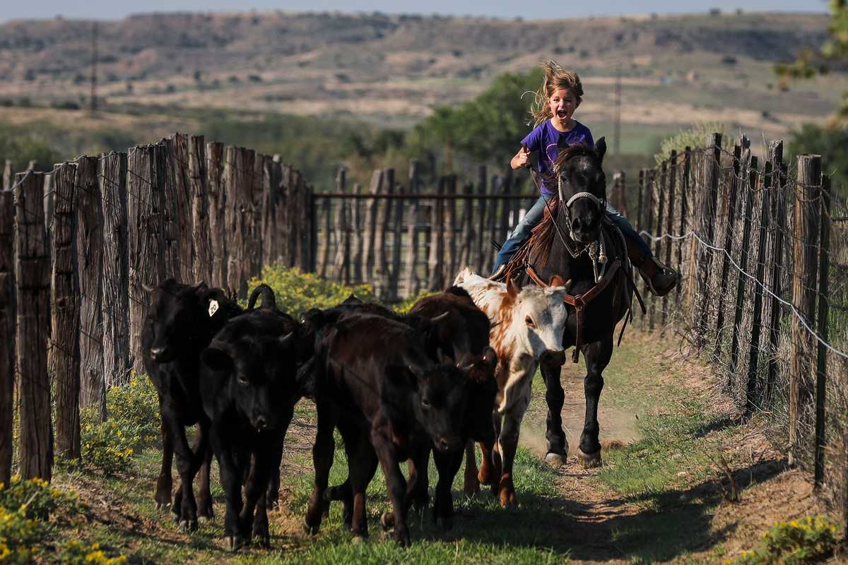 Sloane Booze, 6, rounded up her grandfather’s new calves for vaccinations at the ranch on a Friday night.