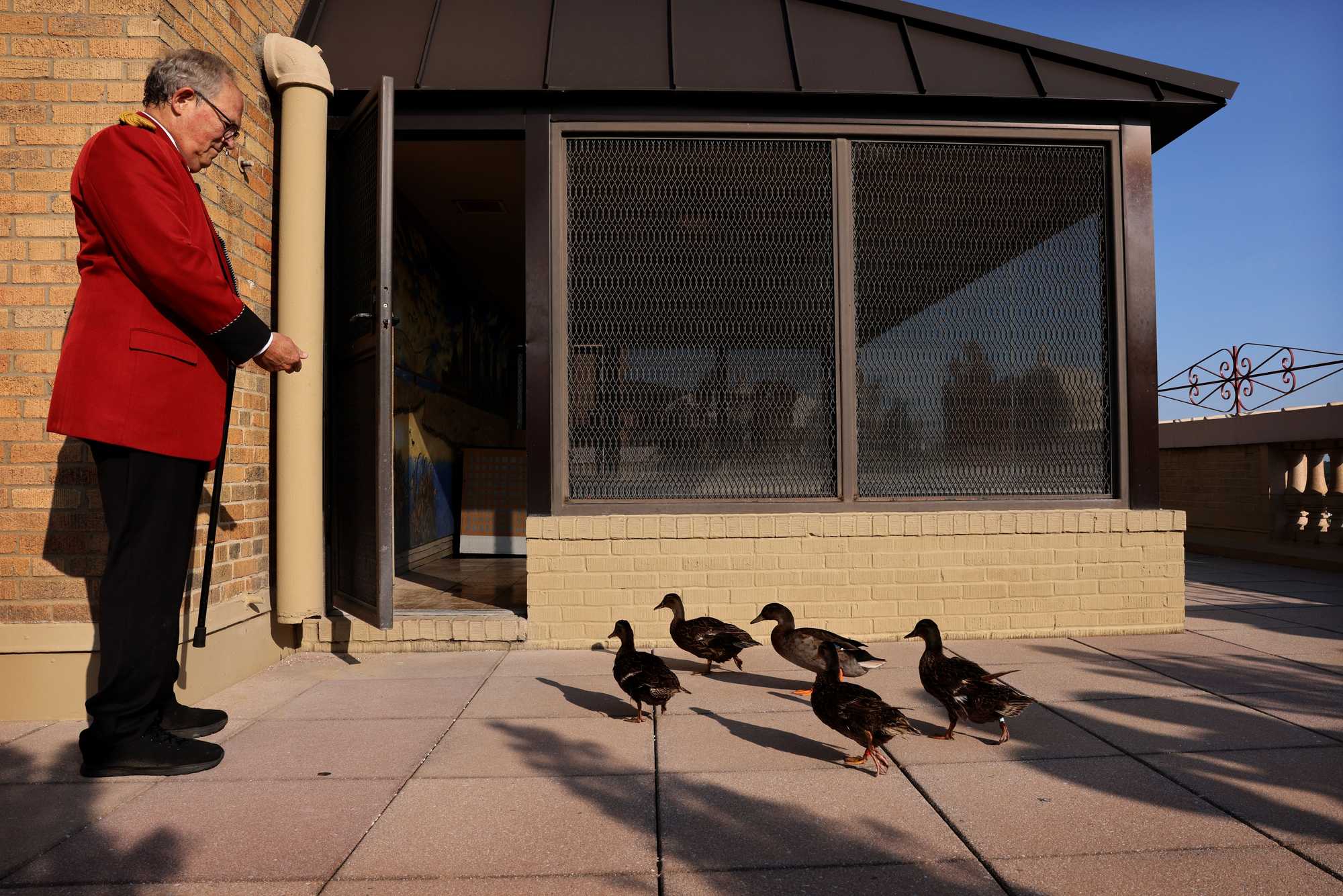 Ducks entered their rooftop penthouse while being escorted by assistant duckmaster Doug Weatherford from the lobby fountain at the Peabody Hotel.
