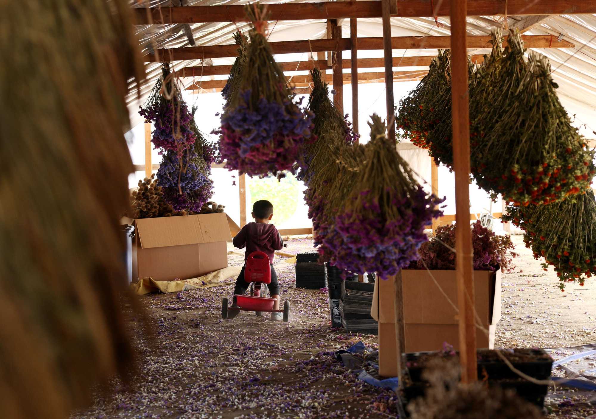 Three-year-old Isaac Lor rode his tricycle through a barn where Hmong farmers hang their flowers to dry.  