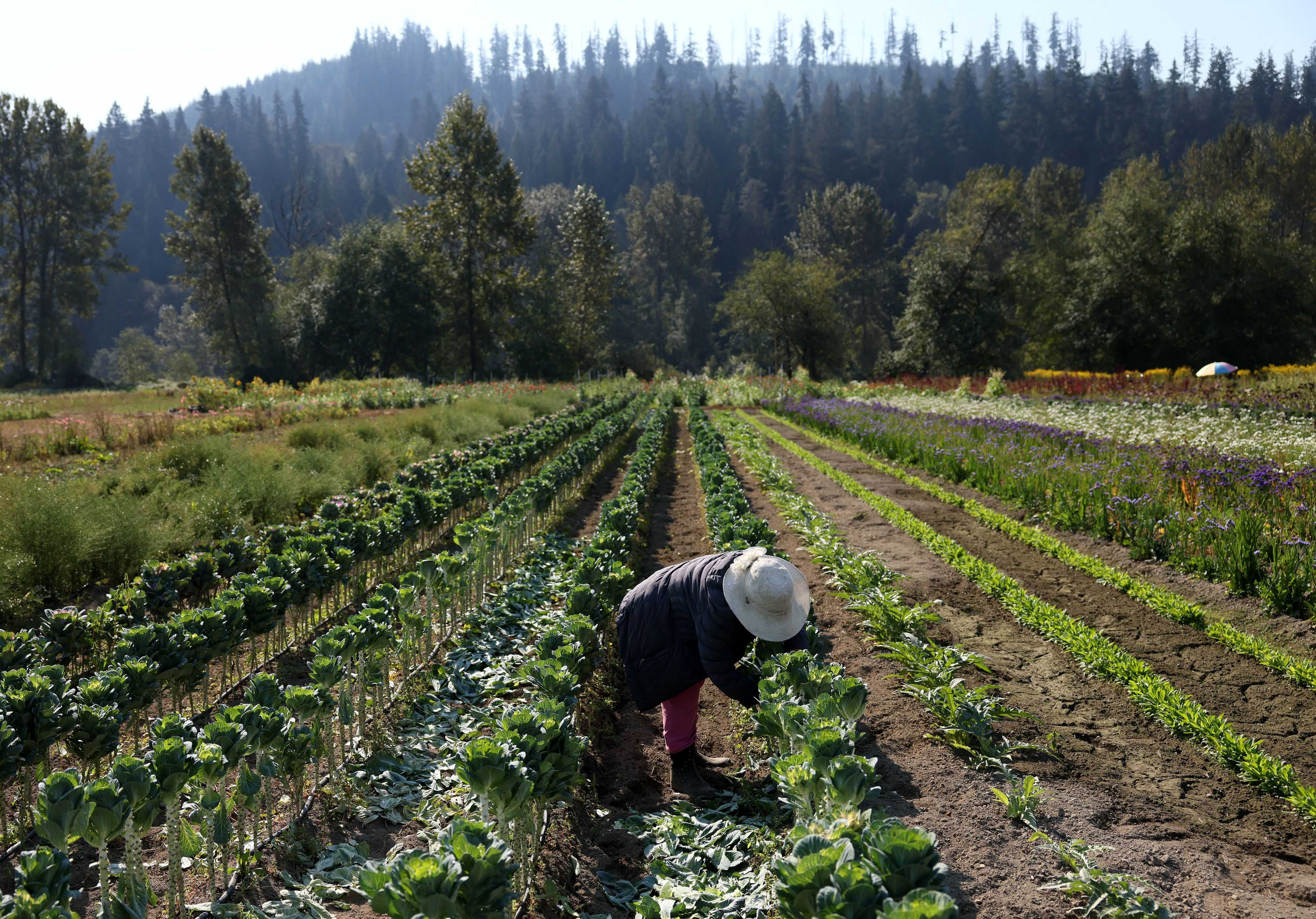 Dao Thao stripped the leaves off of decorative cabbage that she will use in her bouquets, which are part of her CSA offerings for Friendly Hmong Farms in Monroe, Wash.